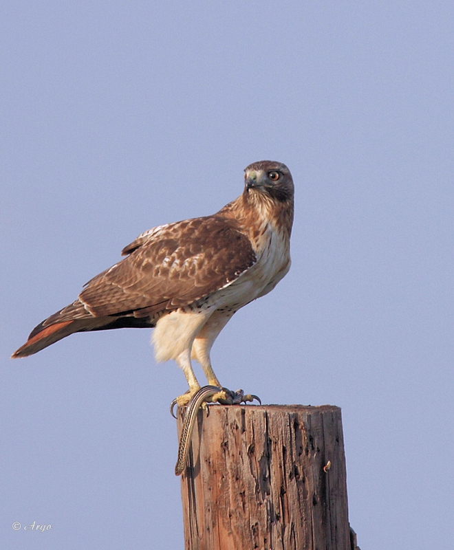 Red-tailed Hawk