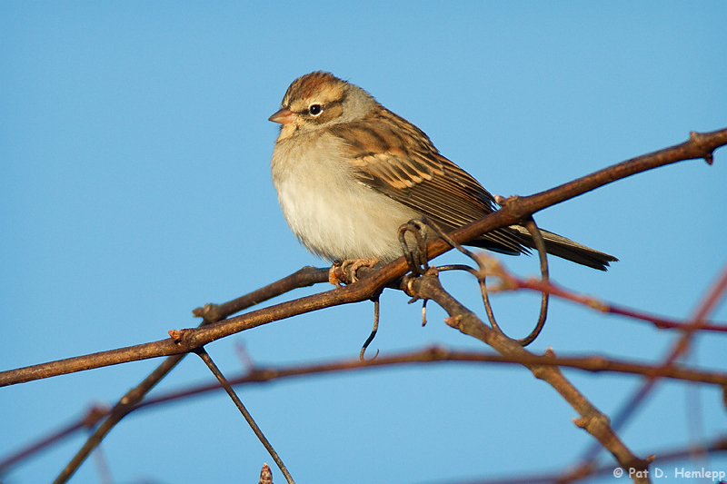 Chipping Sparrow