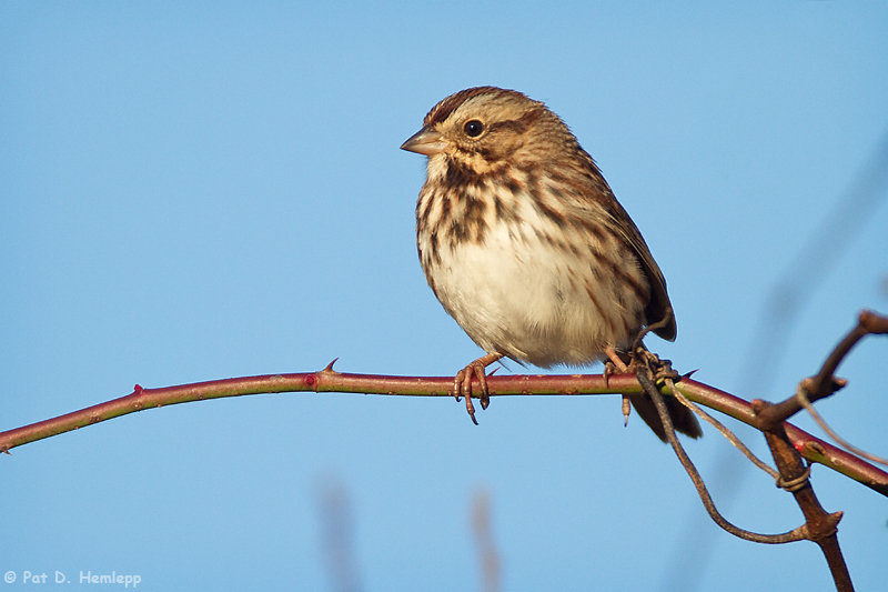 Sparrow, blue sky