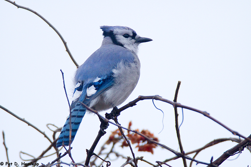 Blue Jay, cloudy day