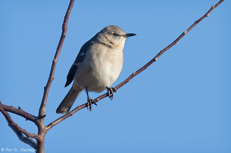 Mockingbird in sun