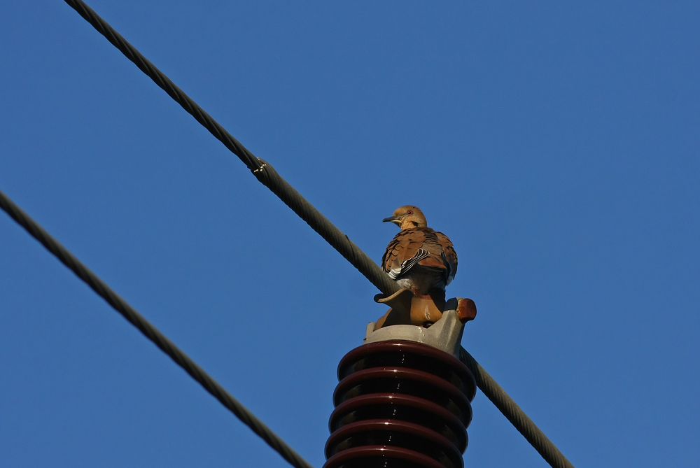 White-winged Dove