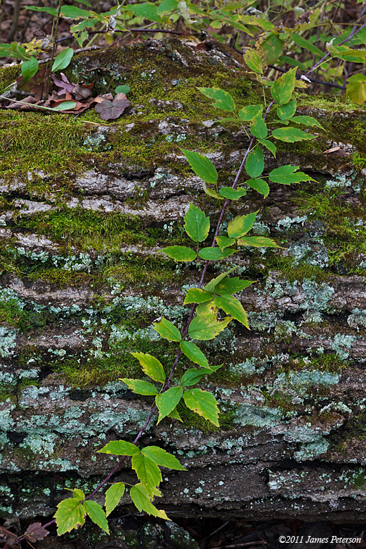 Mossy Log (18935)