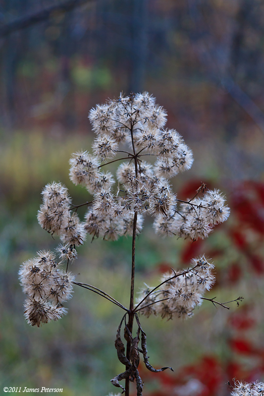 Gone to Seed (18924)