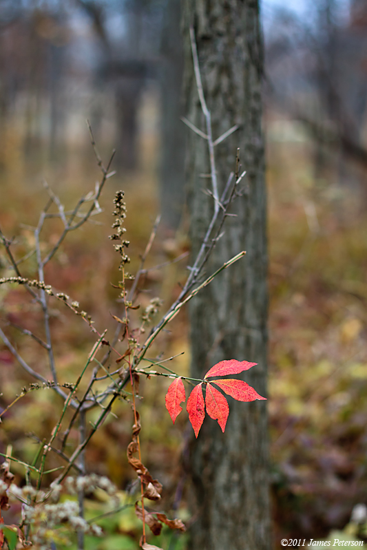 Autumn (18979)