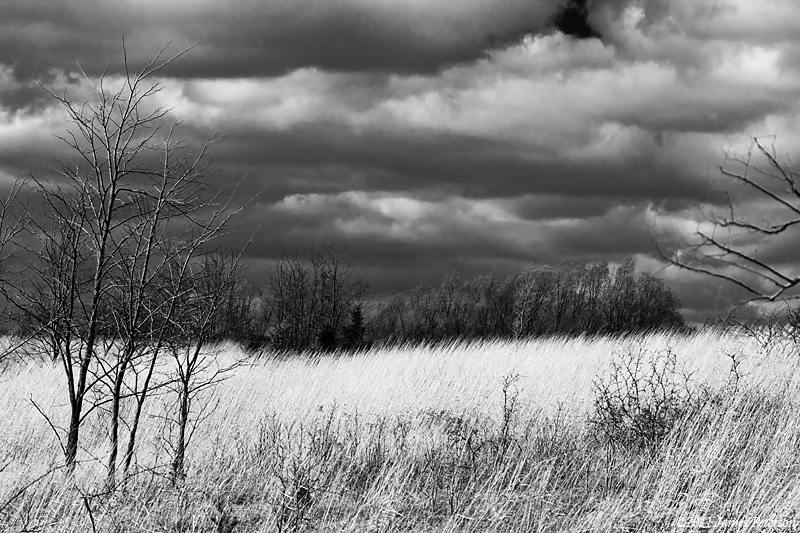 Cuba Marsh (13035)