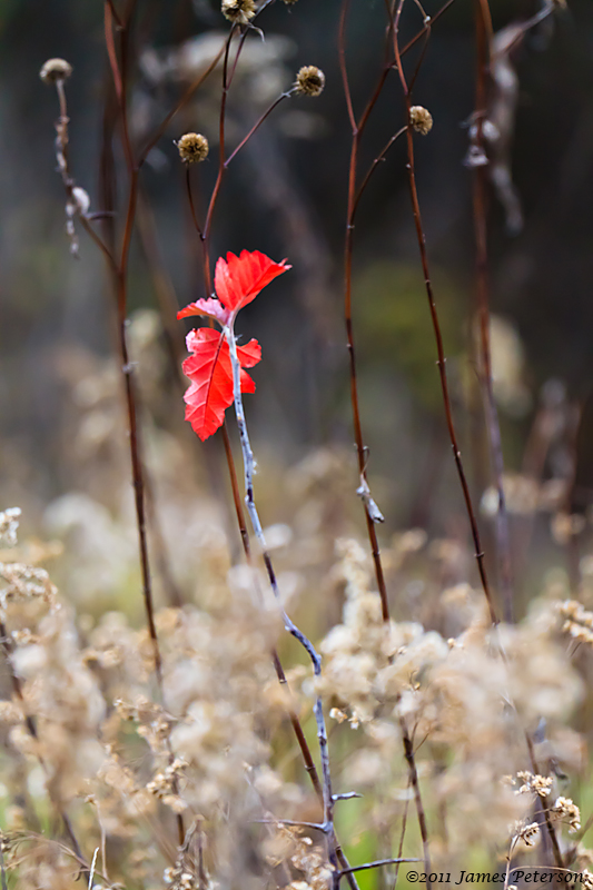 Last Red Leaf (19177)