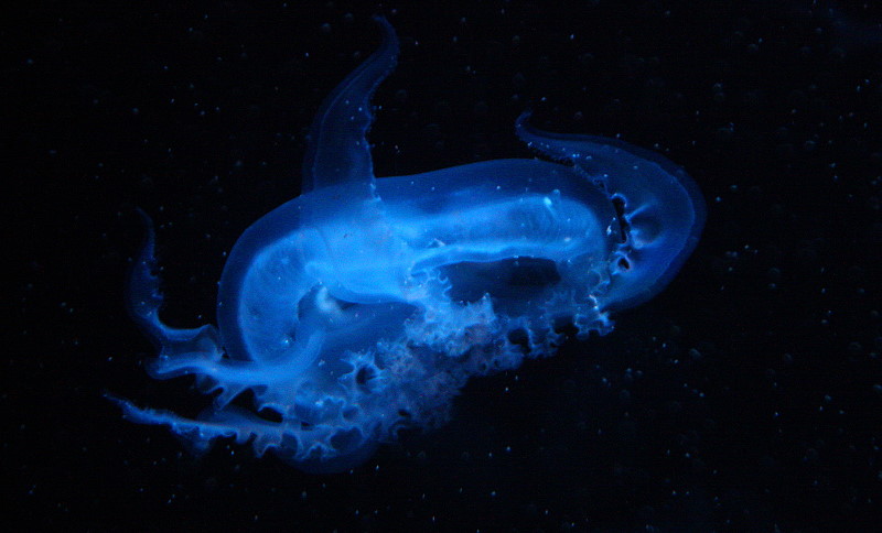 blue dancer