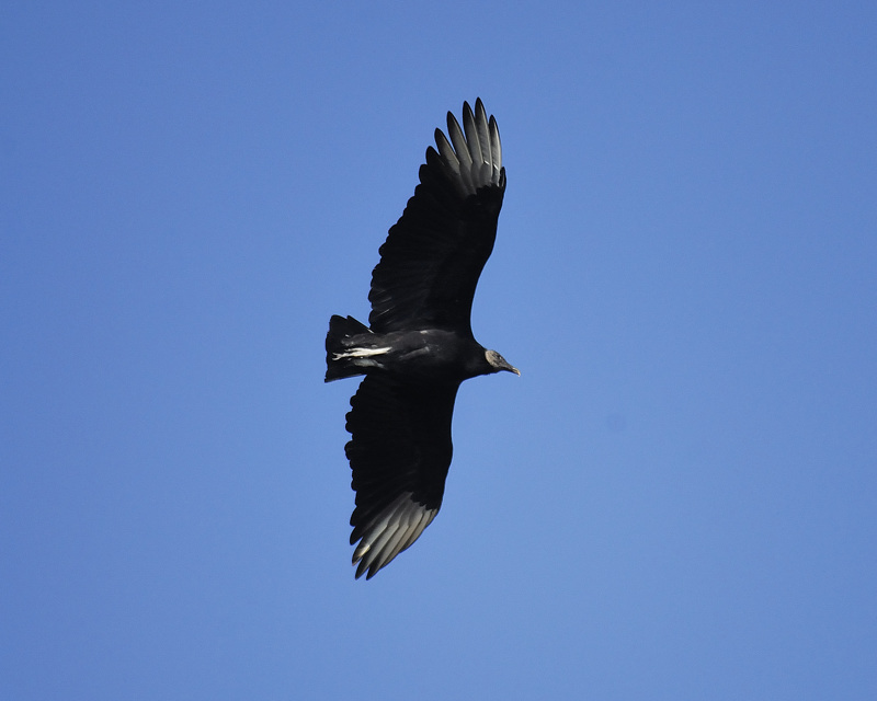 black vulture BRD6559.jpg