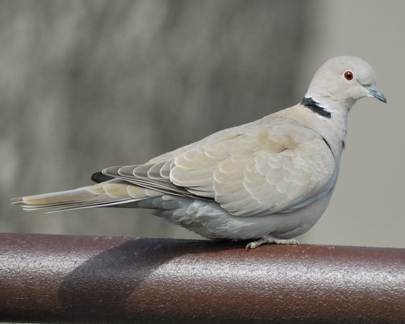 eurasian collared dove BRD7890.jpg