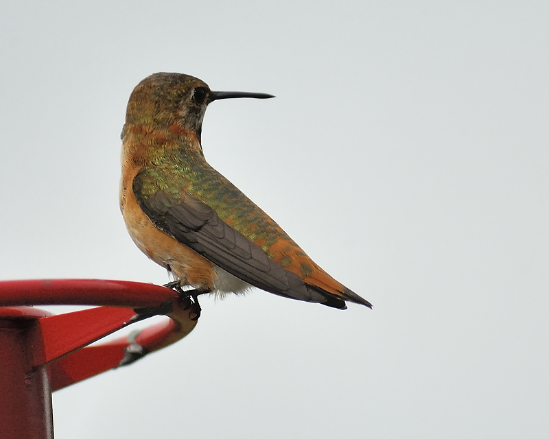 rufous hummingbird BRD5847.JPG