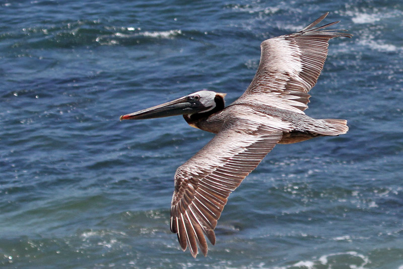 IMG_4401a Brown Pelican.jpg