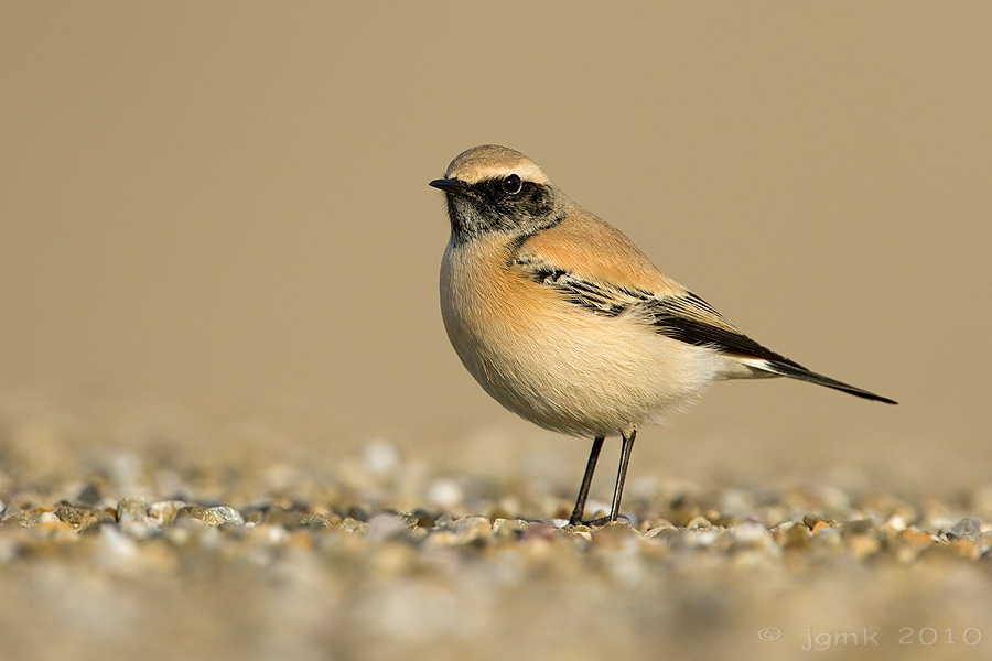 Woestijntapuit/Desert wheatear