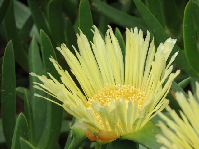 Beauty unfolding