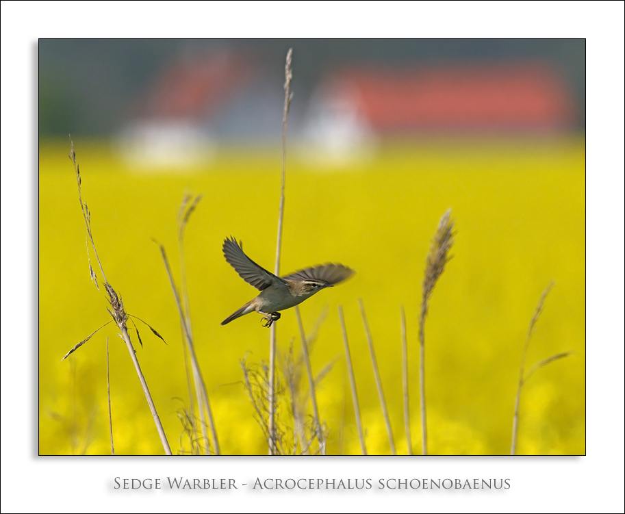 Sedge Warbler - Acrocephalus schoenobaenus