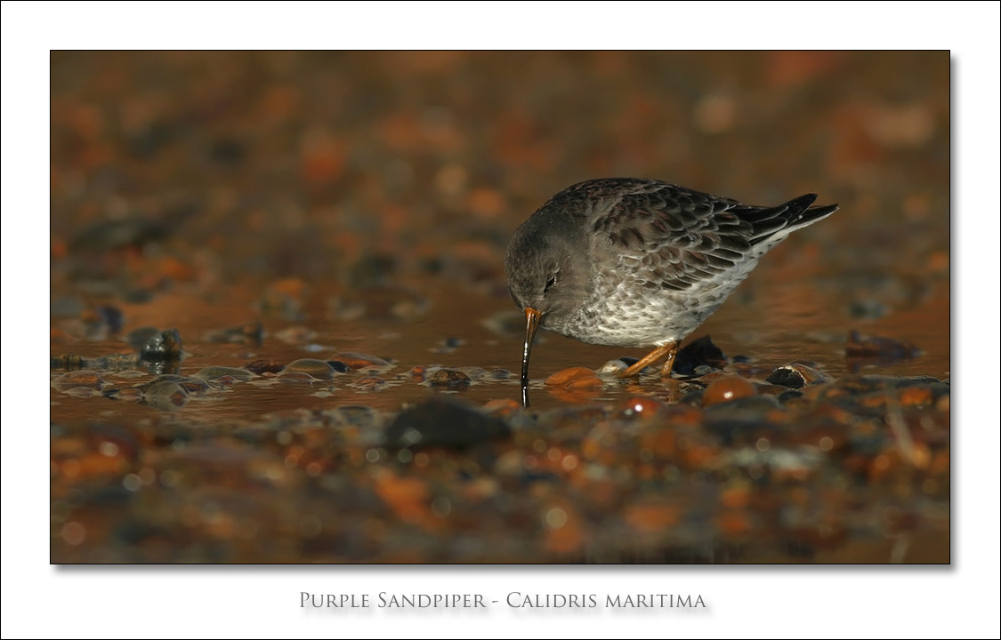 Purple Sandpiper - Calidris maritima