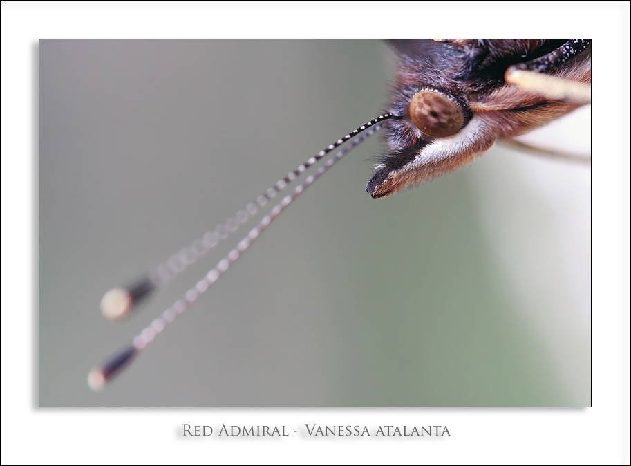 Red Admiral - Vanessa atalanta