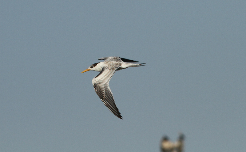 Lesser Crested Tern, Iltrna, Sterna, bengalensis