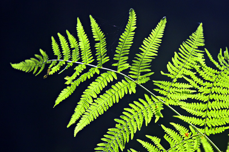 Fern in the Forest