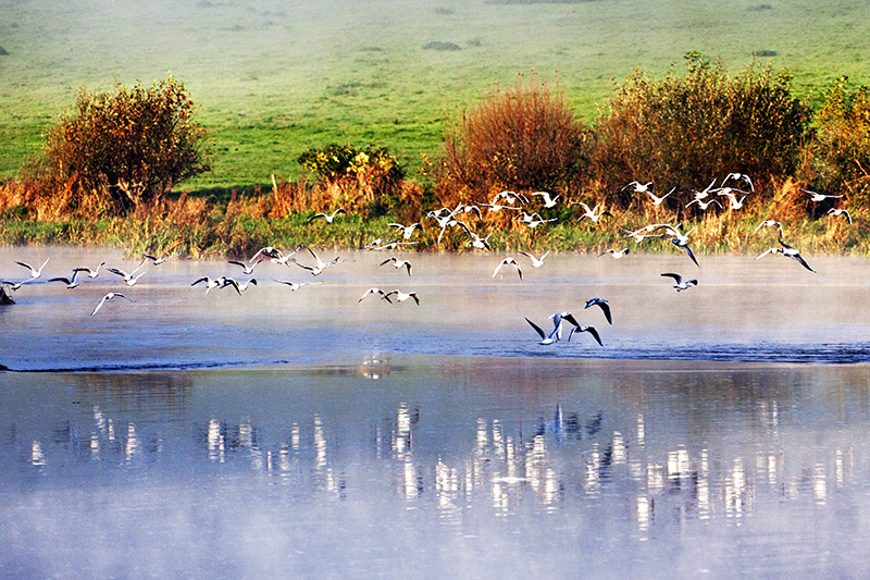 Seagull Flock in Fog