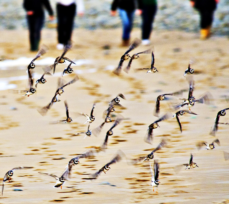 Ringed Plover on the Wing