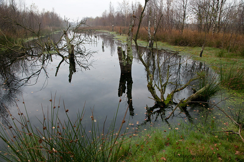 Gloomy swamp LR-3664.jpg