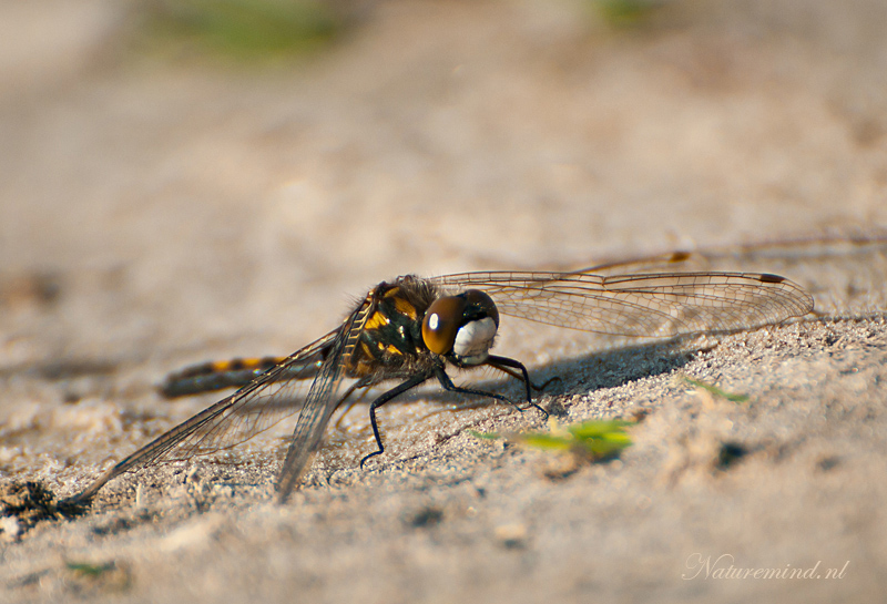 Northern White-faced Darter - Noordse witsnuitlibel - PSLR-3775.jpg