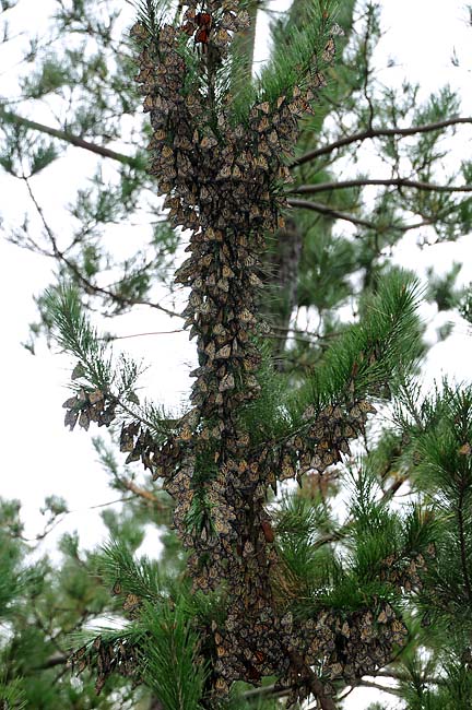 Covered Trunk