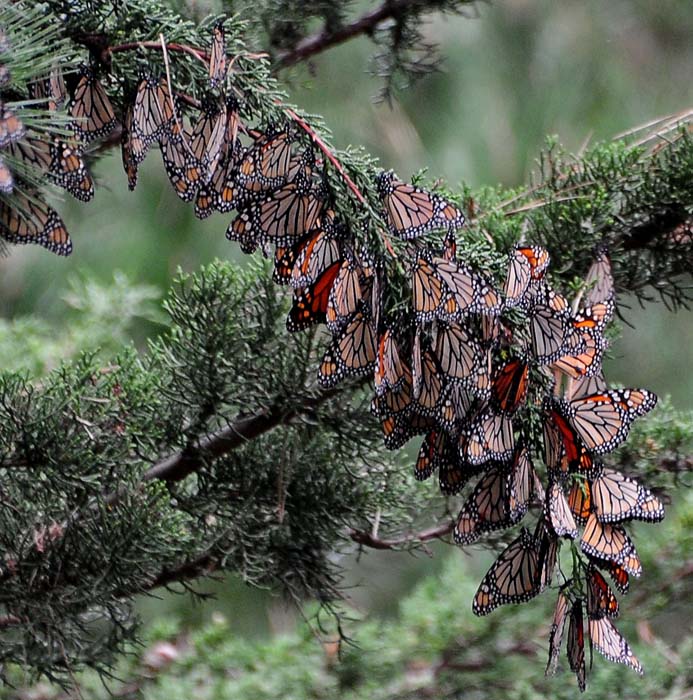 One Pine Branch