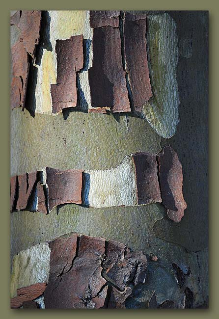 Peeling Bark