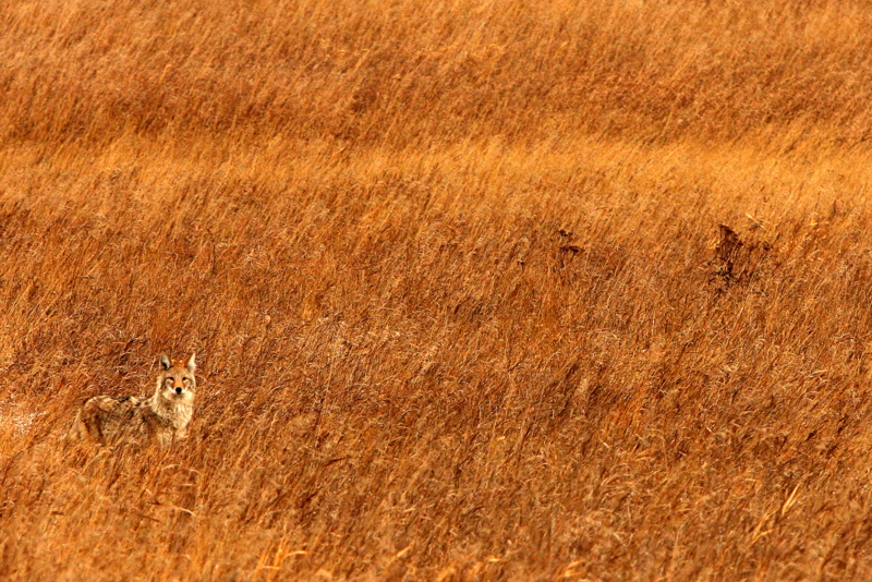 COYOTE.JPG