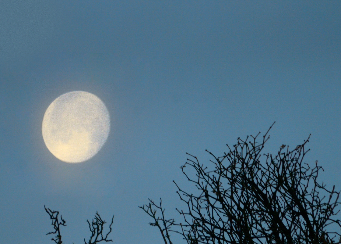 moon and mistletoe