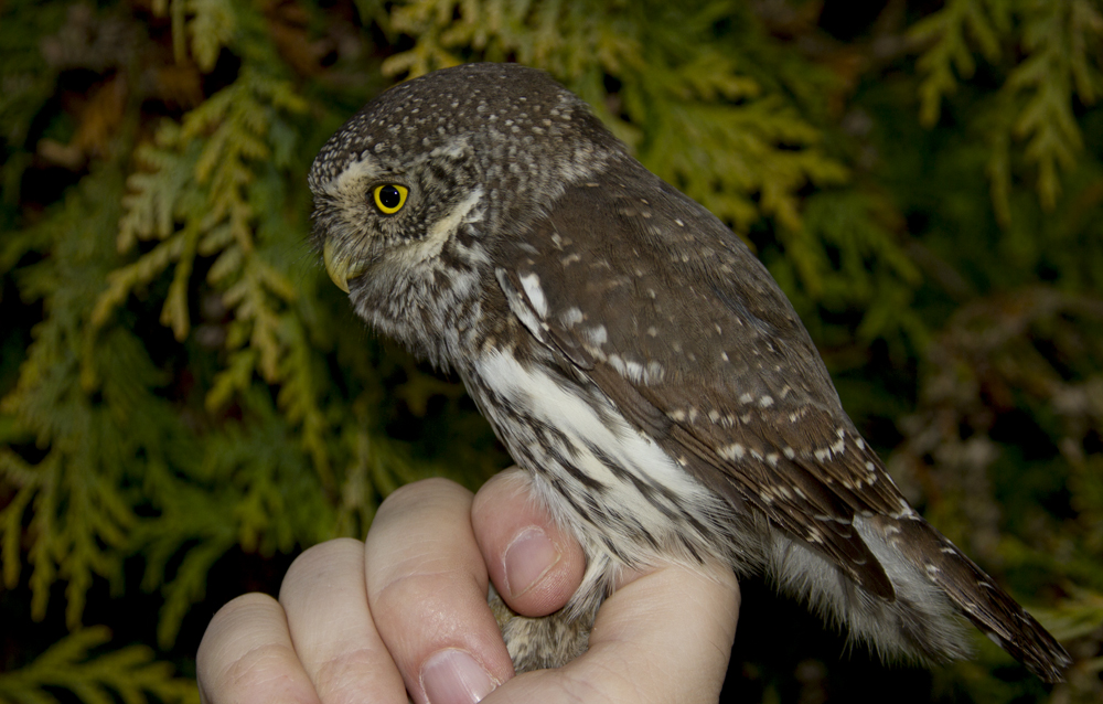 Pygmy Owl (Sparvuggla) Glaucidium passerinum - IMG_3880.jpg