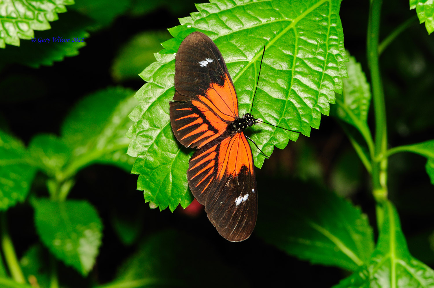 Common Longwing/Butterfly House, Missouri