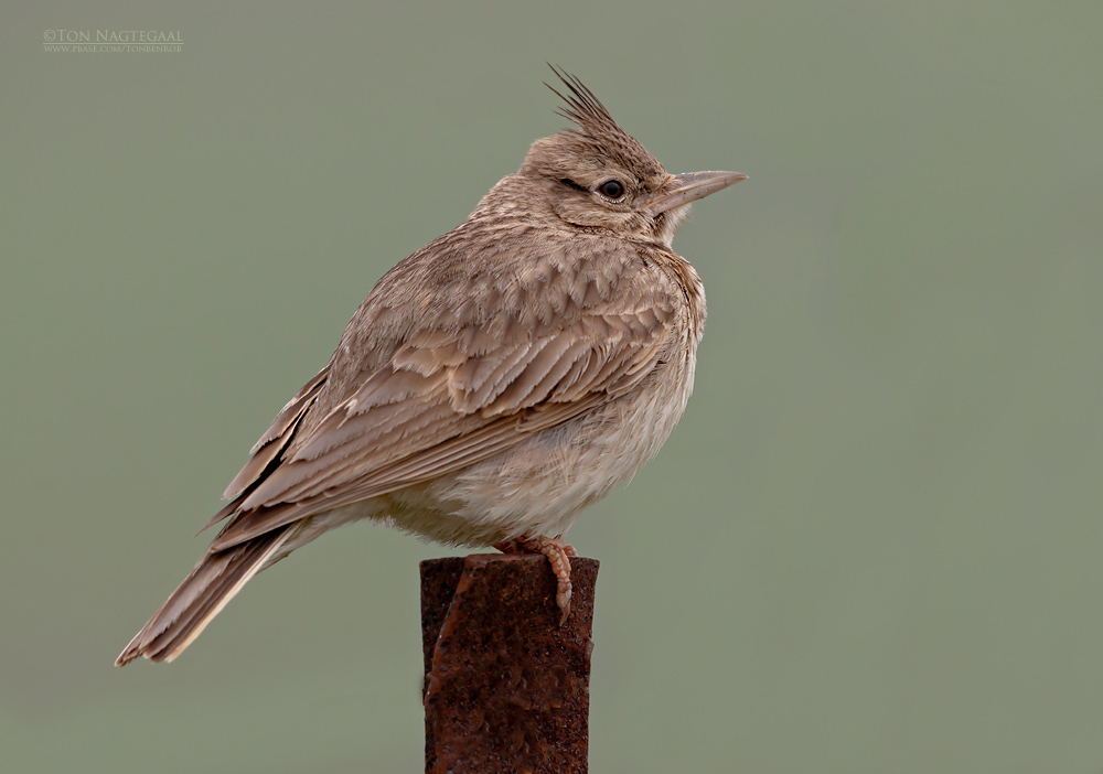 Kuifleeuwerik - Crested lark - Galerida cristata