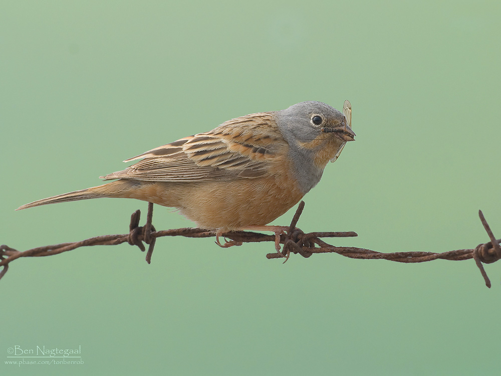 Bruinkeelortolaan - Cretzschmars Bunting - Emberiza caesia