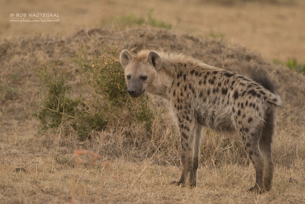 Gevlekte Hyena - Spotted Hyena - Crocuta crocuta