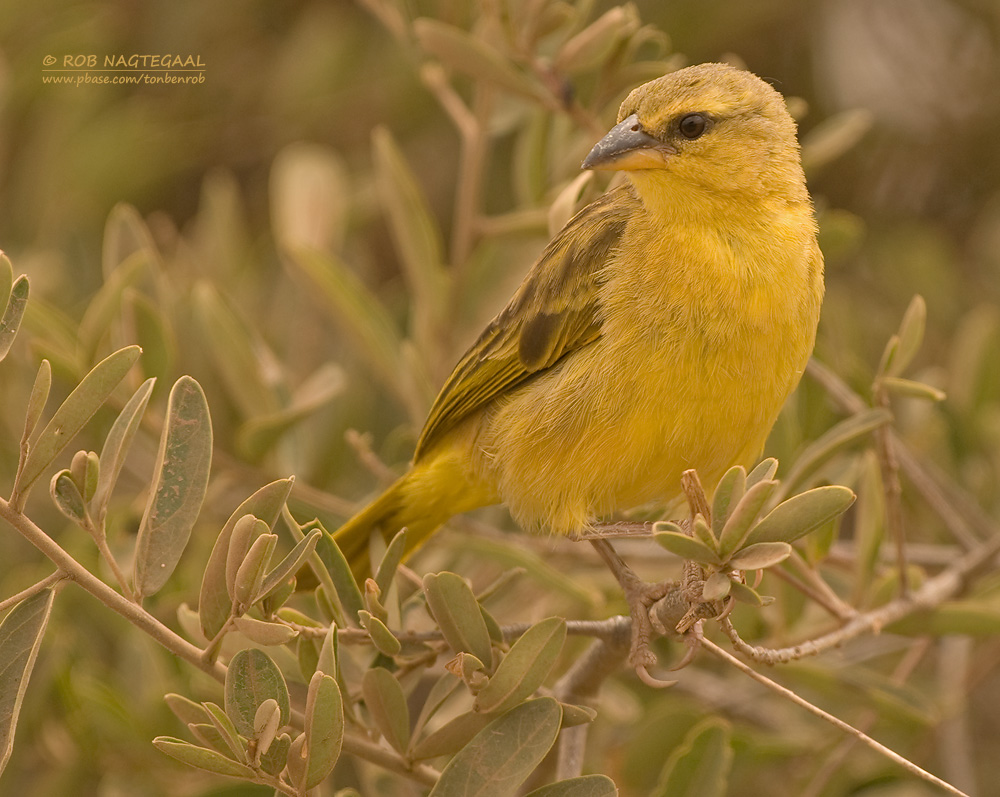 Taveta-wever - Taveta Golden-Weaver - Ploceus castaneiceps