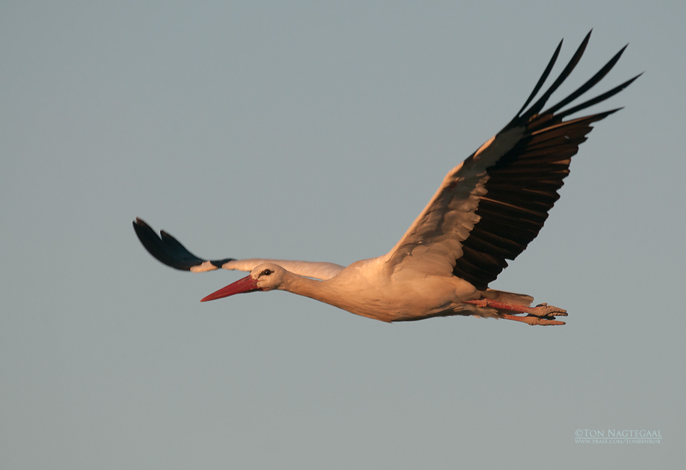 Ooievaar - White stork - Ciconia ciconia