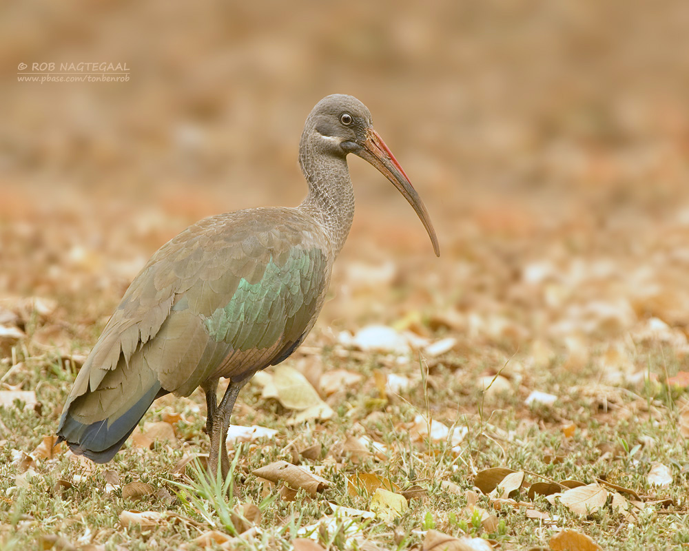 Hadada Ibis - Hadada Ibis - Bostrychia hagedash