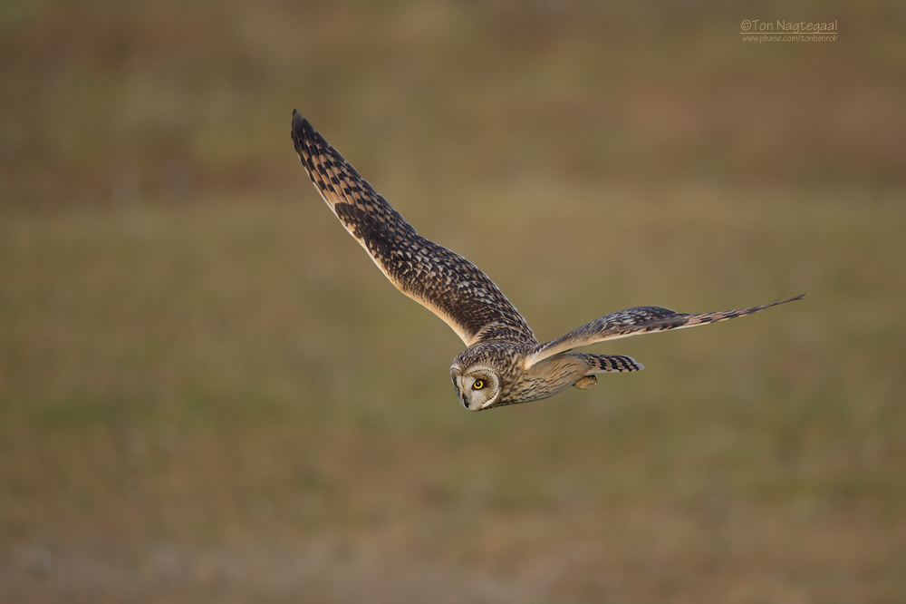 Velduil - Short-eared Owl - Asio flammeus