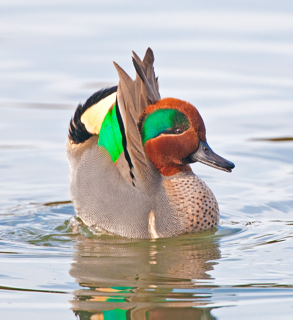 green winged teal courting