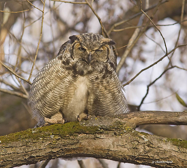 grand duc / great horned owl