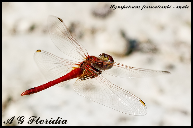 Sympetrum fonscolombii - male