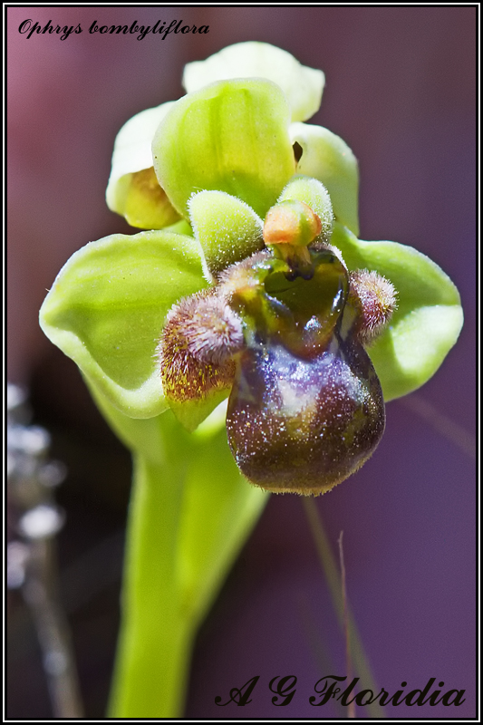 Ophrys bombyliflora