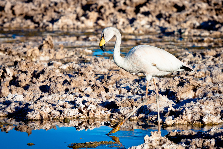 Atacama-171.jpg