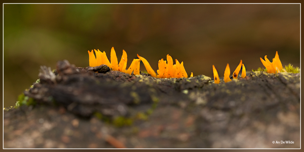 Geel Hoorntje - Calocera cornea 
