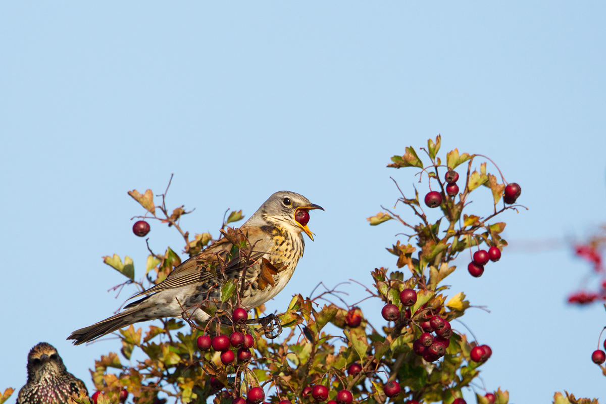 kramsvogel ijsselmonding 1-11-2011 4.jpg