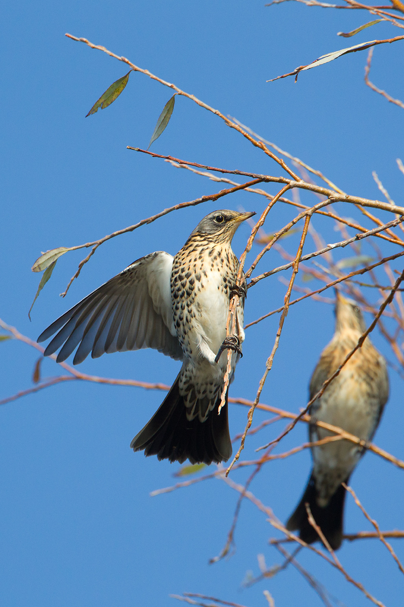kramsvogel ijsselmonding 1-11-2011 5.jpg