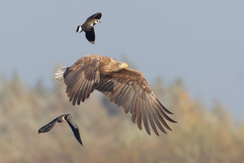 zeearend ijsselmonding 1-11-2011.jpg